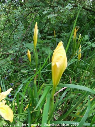 Knightshayes (30)